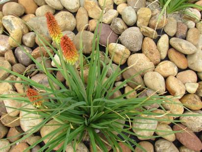 Mexican-Sunburst-3-6-19-1