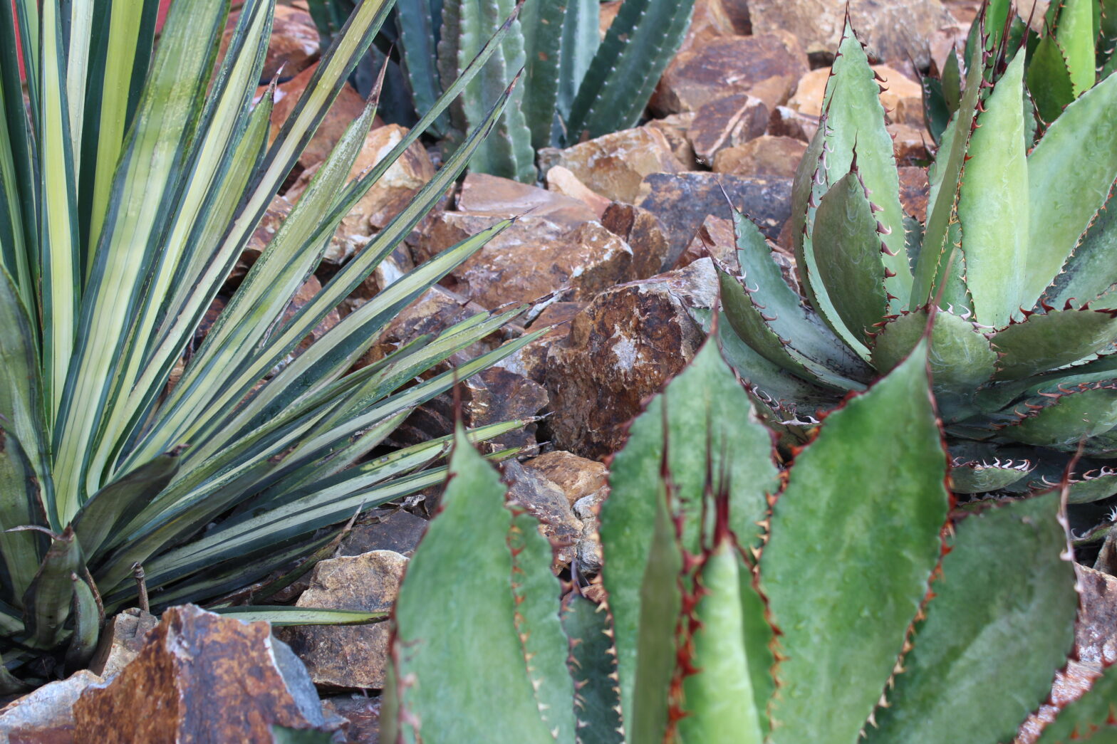 Water-Wise Landscape