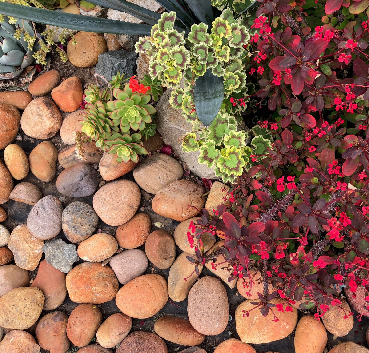 Mexican Sunburst Pebble